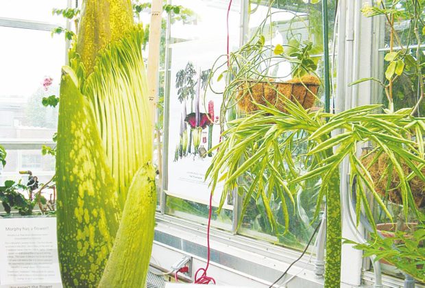 Watch The Death And Life Of Otto Bloom movie online in english with