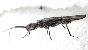 Western glacier stonefly photo by Joe Giersch, USGS. This photo is available for media use.