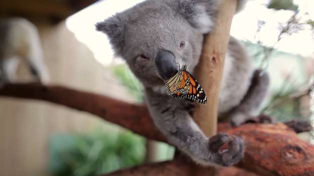 Koala joey butterfly