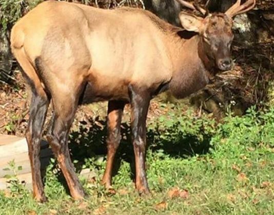 A wild elk, spotted in Pickens County (Photo: provided/Carl Walsh)