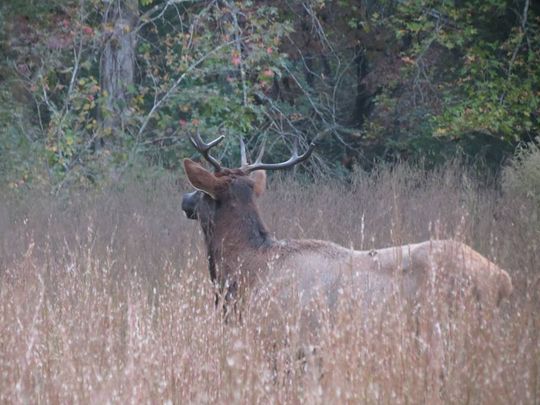 An elk, the first seen in South Carolina in centuries, gazes across a field in northern Pickens County. (Photo: provided/Caleb Cassell)