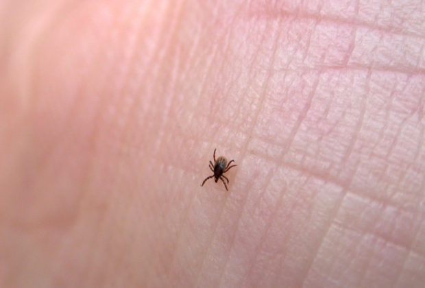 04-13-things-ticks-wont-tell-you-more-than-lyme