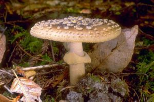 Amanita Augusta Mushroom
