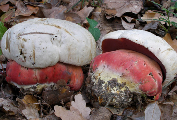 Poisonous mushrooms