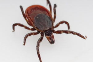 Tick Lyme