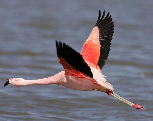 Pink Floyd flamingo. Credits: Jack Binch