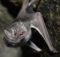 hairy-legged vampire bat