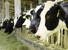 Canadian firm Ramsay buy dairy farm