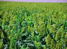 Chinese government anti-dumping inquiry