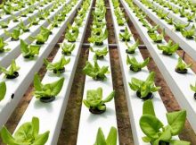 plant-based protein research program