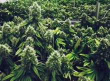 Canopy proposes bid Alcaliber