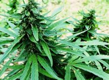 chemesis signs loi colombian cannabis firm