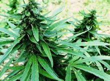 chemesis signs loi colombian cannabis firm